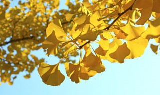 请问种的银杏果树怎么修剪（银杏树盆栽修剪）