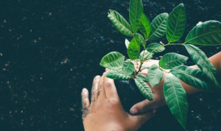 果树怎么种成活率比较高（现在种植果树苗,成活率怎样?）