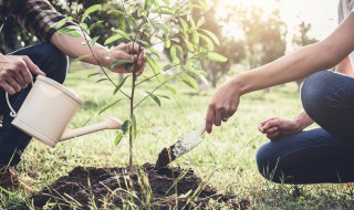 未种的果树怎么保存（没有种植的树苗保存）