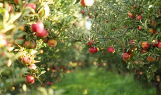 怎么用苹果种子种出苹果树 怎么用苹果种子种出苹果树?