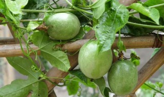 百香果树怎么种 百香果怎么种植