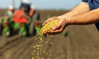 怎么种水果树的种子 哪些水果种子能自己种