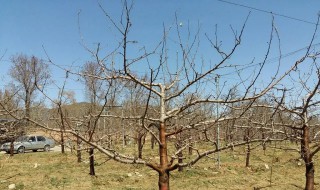 种的苹果树没有花怎么办（苹果树不开花咋办）