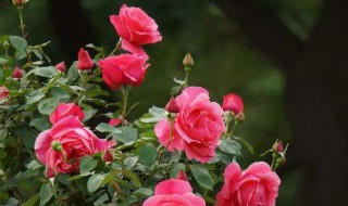 室内什么花好看又好养（室内什么花好看又好养活）