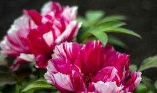 适合养在室内的花 适合养在室内的花蚂蚁