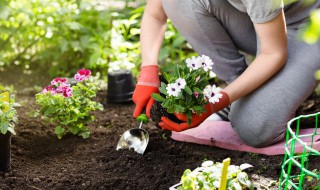 室内开花的好养的花 常开花好养的室内花