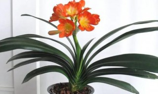 室内不宜养的花 室内不宜养的花卉盆栽