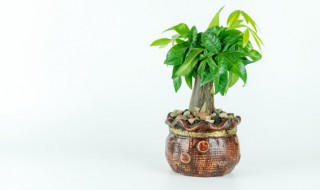 适合室内养的花和植物（适合室内养的花和植物,带香味的）