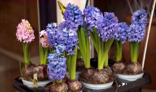 室内水养花有哪些花（适合室内水养的花和植物）