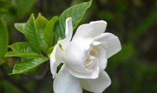 栀子花能在室内养吗 栀子花能在室内养吗?四季开花吗?