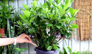 栀子花适合室内养吗 四季栀子花适合室内养吗