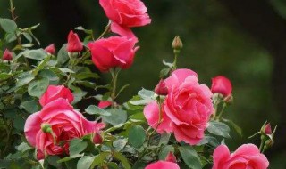 月季花可以在室内养吗 月季花可以在室内养吗有毒吗