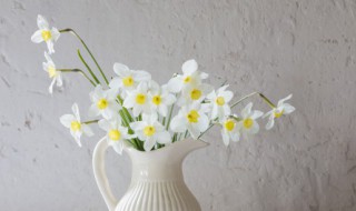 秋天室内养什么花 秋天室内养什么花比较旺财