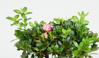 杜鹃花有毒吗能养室内（四季杜鹃花有毒吗能养室内）