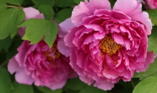 芍药花适合在室内养吗（芍药花在室内养好吗）