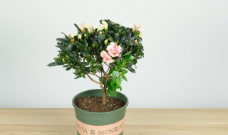 杜鹃花室内可以养吗 杜鹃花能不能养在室内