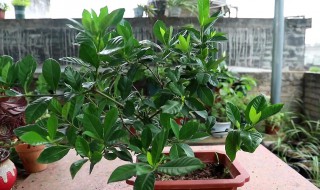 栀子花能放在室内养吗 栀子花适合放在室内养吗