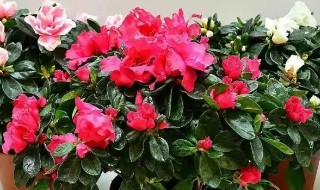 杜鹃花能在室内养吗（杜鹃花能不能在室外养）