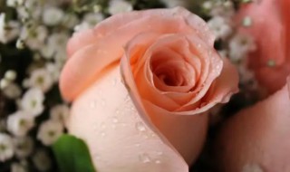 玫瑰花可以在室内养吗（玫瑰花可以放室内养吗）