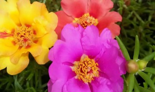 太阳花适合室内养吗 太阳花能室内养吗