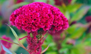 鸡冠花能在室内养吗（鸡冠花可以养在室内吗）