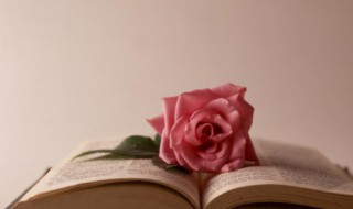 月季花室内可以养吗(室内能养月季花吗?)