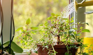 室内阳台养什么花最好 室外阳台适合养什么花