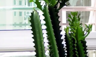 龙骨花适合放在室内吗（龙骨花可以放在室内吗）