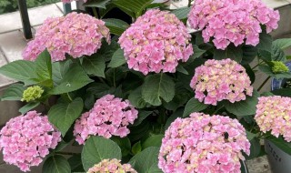 绣球花能在室内养吗（绣球花能不能在室内养）