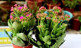 长寿花可以放室内吗（长寿花适合放在室内）