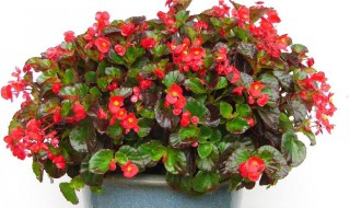 海棠花放在室内好吗 海棠花适合放在室内养吗