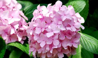 养在室内的花(适合长期养在室内的花)