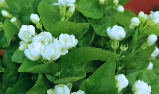 茉莉花可以室内养吗 茉莉花能在室内养