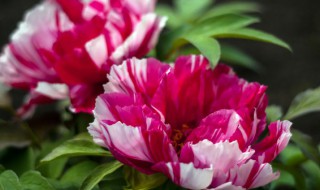 牡丹花能在室内养吗(牡丹花可放室内养吗)