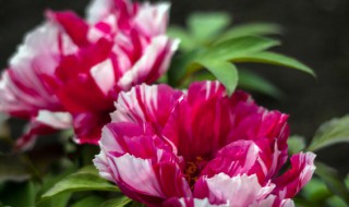 牡丹花适合室内养吗（牡丹花适不适合在室内养）