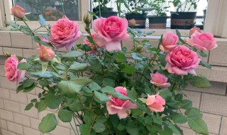 室内可以养月季花吗 月季花可在室内养吗