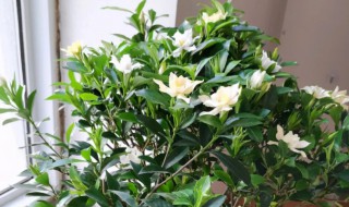 室内养殖栀子花有毒吗（栀子花有毒吗 能在家里养吗夏天能在院里放吗?）