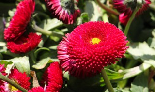 雏菊怎么养护 雏菊花怎样养护