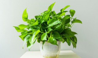 土培绿萝几天浇一次水（水培绿萝几天浇一次水合适）