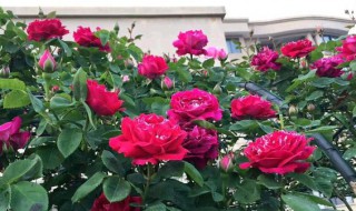 立夏后月季怎么修剪（月季立秋后怎么修剪）