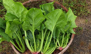 菠菜焯熟了能冷冻吗 菠菜焯水后能冷冻吗