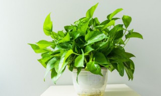 室内能养什么花（室内能养什么花最好）