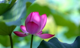 荷花的介绍（荷花的介绍以及特点）