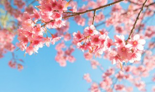 樱花介绍（樱花介绍视频）