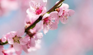 桃花介绍(桃花介绍卡)