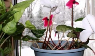 盆栽仙客来该如何养呢（怎样养植仙客来）