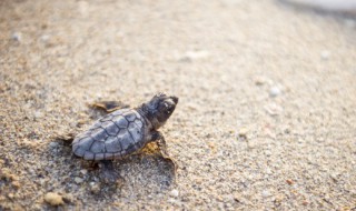 乌龟是哺乳动物吗(乌龟是哺乳动物吗还是鱼类)