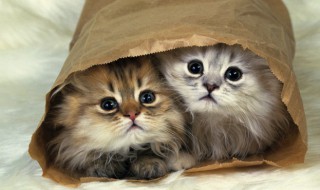 猫是哺乳动物吗（狗和猫是哺乳动物吗）