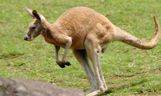 袋鼠是哺乳动物吗? 袋鼠是属于哺乳动物吗