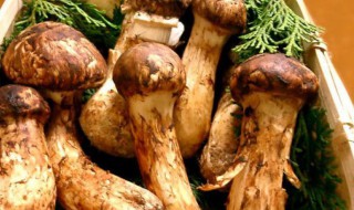 姬松茸和松茸的区别有哪些（松茸和姬松茸有区别吗）